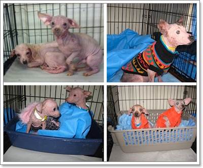 Dogilike.com :: Ե! 23 عѢ١ѧ١駨ͧبöǧ