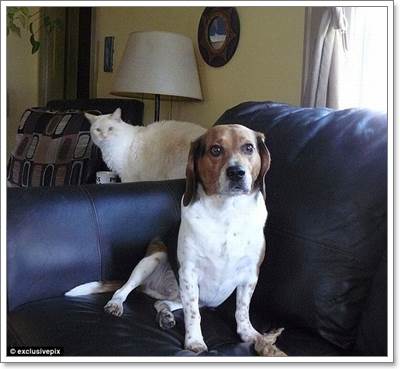 Dogilike.com :: ! Ҿ觫չѡͧѴ