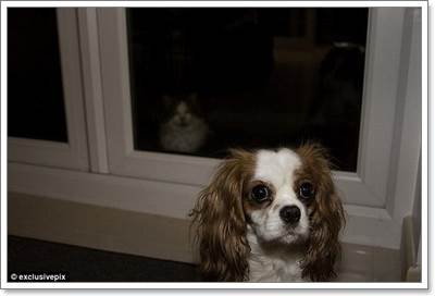 Dogilike.com :: ! Ҿ觫չѡͧѴ