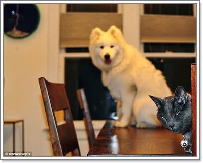 Dogilike.com :: ! Ҿ觫չѡͧѴ