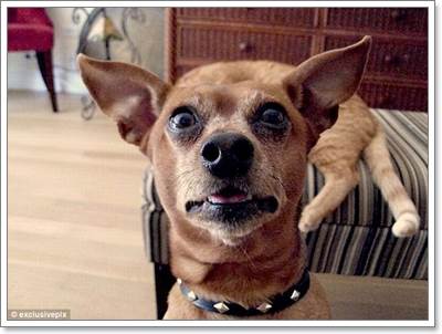 Dogilike.com :: ! Ҿ觫չѡͧѴ