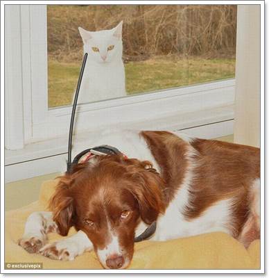 Dogilike.com :: ! Ҿ觫չѡͧѴ
