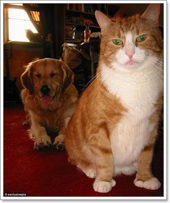 Dogilike.com :: ! Ҿ觫չѡͧѴ