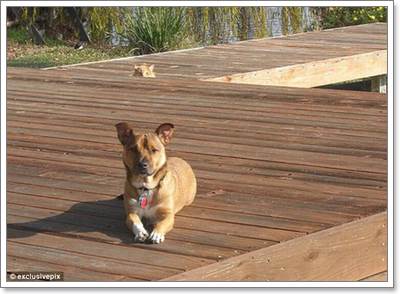 Dogilike.com :: ! Ҿ觫չѡͧѴ