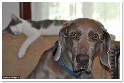 Dogilike.com :: ! Ҿ觫չѡͧѴ