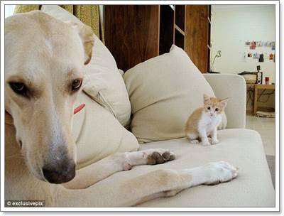 Dogilike.com :: ! Ҿ觫չѡͧѴ