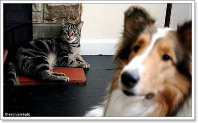 Dogilike.com :: ! Ҿ觫չѡͧѴ