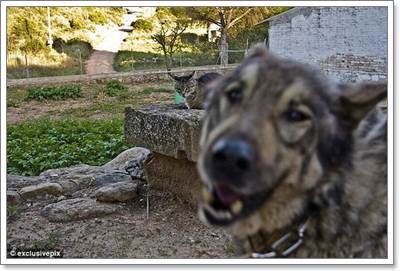 Dogilike.com :: ! Ҿ觫չѡͧѴ