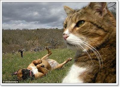 Dogilike.com :: ! Ҿ觫չѡͧѴ