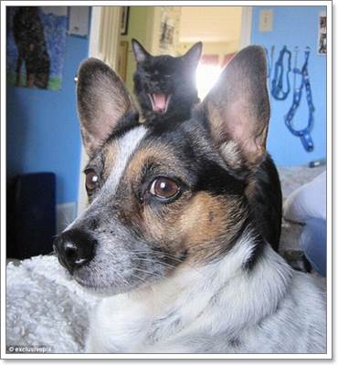 Dogilike.com :: ! Ҿ觫չѡͧѴ
