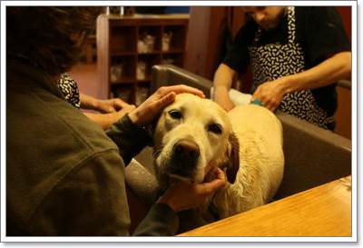 Dogilike.com :: ͧҾѹ˭Ѻ㹡§