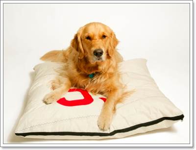 Dogilike.com :: ͧҾѹ˭Ѻ㹡§
