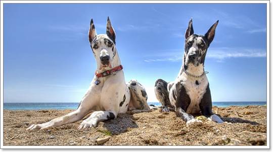 Dogilike.com :: ͧҾѹ˭Ѻ㹡§
