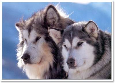 Dogilike.com :: ͧҾѹ˭Ѻ㹡§