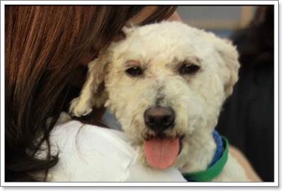 Dogilike.com :: ˴! عѢ١س ⴹ෻ѹҡѰ 