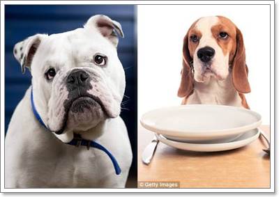 Dogilike.com :: Ԩ! عѢԡǢҢͧ