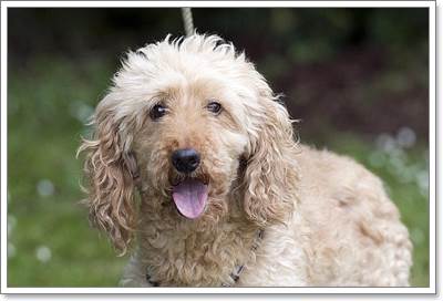 Dogilike.com :: Ԩ! عѢԡǢҢͧ