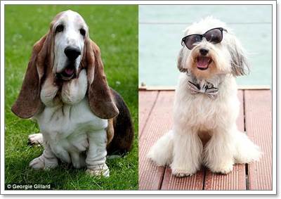 Dogilike.com :: Ԩ! عѢԡǢҢͧ