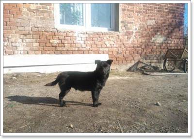 Dogilike.com :: ʹ! .ŧҧ 3  ͹§ҧعѢ