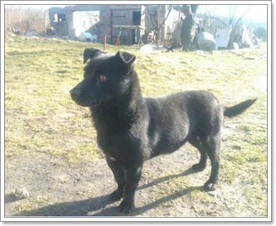 Dogilike.com :: ʹ! .ŧҧ 3  ͹§ҧعѢ