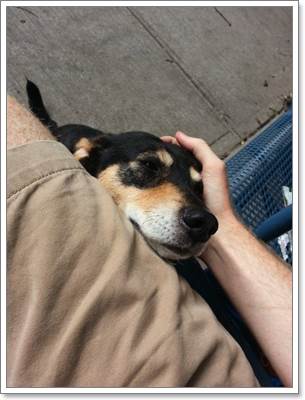 Dogilike.com :: зѺ! 㨴Ѻ§عѢ١ҹ 4 