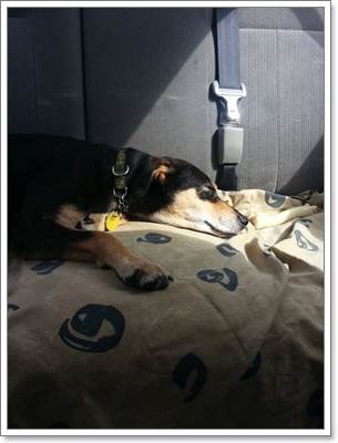 Dogilike.com :: зѺ! 㨴Ѻ§عѢ١ҹ 4 