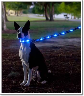 Dogilike.com :: ù!  Dog-E-Glow ͡ LED شѺعѢ