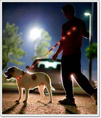 Dogilike.com :: ù!  Dog-E-Glow ͡ LED شѺعѢ