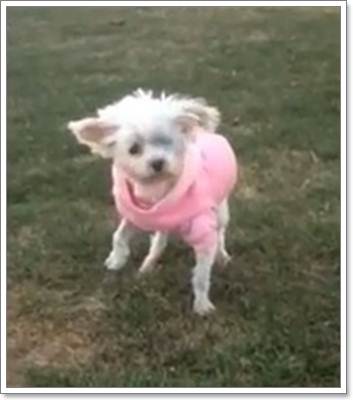 Dogilike.com :: Ի Lizzy عѢҡçҹԵ١عѢѺá˭!!