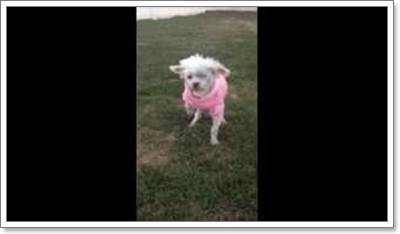 Dogilike.com :: Ի Lizzy عѢҡçҹԵ١عѢѺá˭!!