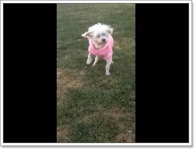 Dogilike.com :: Ի Lizzy عѢҡçҹԵ١عѢѺá˭!!
