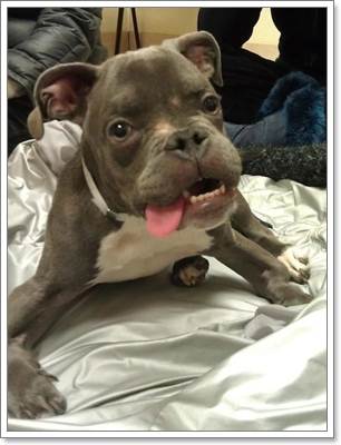 Dogilike.com :: Sassy ١Էžԡ çҹԵ١عѢ!