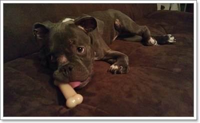 Dogilike.com :: Sassy ١Էžԡ çҹԵ١عѢ!