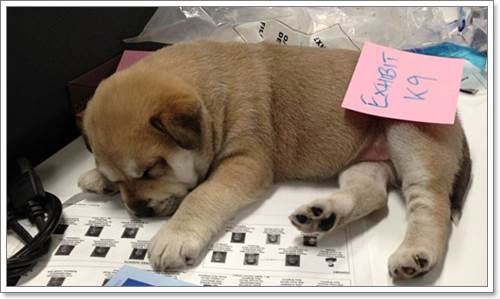 Dogilike.com :: 2 Ǩ㨴 Ѻ§١عѢ١㹹ǫŹ