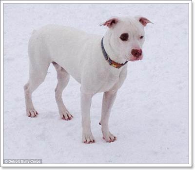 Dogilike.com :: Ŵ! عѢѧԹʵԡзѧԵ