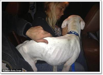 Dogilike.com :: Ŵ! عѢѧԹʵԡзѧԵ
