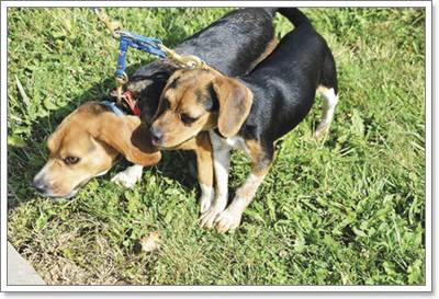 Dogilike.com :: ѺԧСѹªԵ 2 ŵԴк¹ѧе
