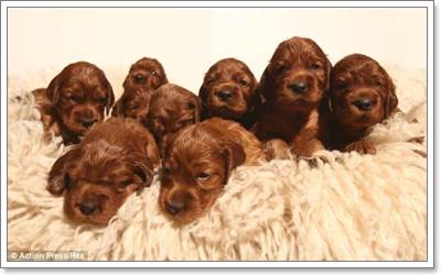 Dogilike.com :: Ңͧ! عѢʹѡʹ١ 17 