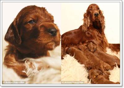 Dogilike.com :: Ңͧ! عѢʹѡʹ١ 17 