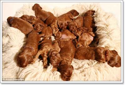Dogilike.com :: Ңͧ! عѢʹѡʹ١ 17 