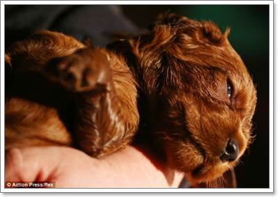 Dogilike.com :: Ңͧ! عѢʹѡʹ١ 17 
