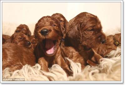 Dogilike.com :: Ңͧ! عѢʹѡʹ١ 17 