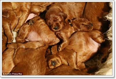 Dogilike.com :: Ңͧ! عѢʹѡʹ١ 17 