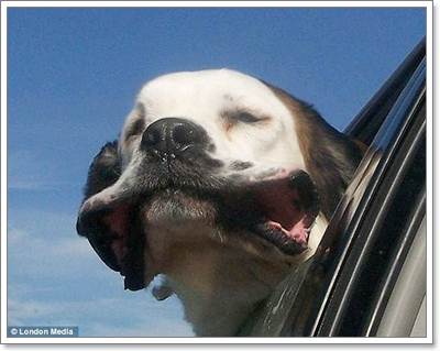 Dogilike.com :: Ҿش! ͧҹöѺ