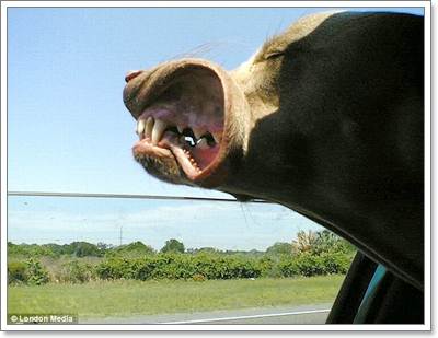 Dogilike.com :: Ҿش! ͧҹöѺ