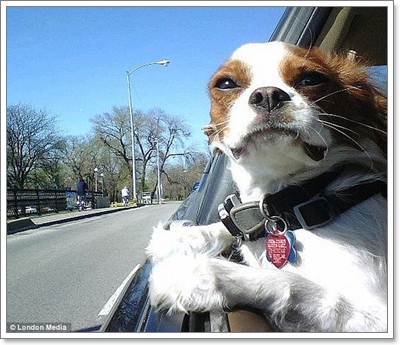 Dogilike.com :: Ҿش! ͧҹöѺ