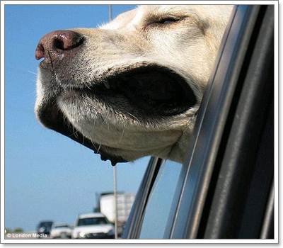 Dogilike.com :: Ҿش! ͧҹöѺ