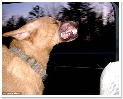 Dogilike.com :: Ҿش! ͧҹöѺ