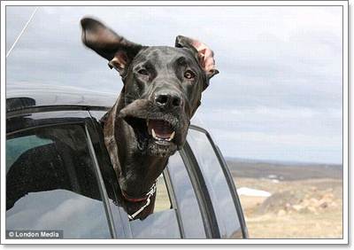Dogilike.com :: Ҿش! ͧҹöѺ