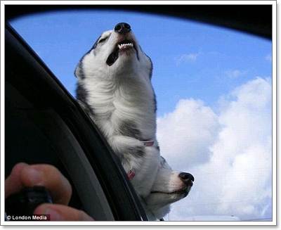 Dogilike.com :: Ҿش! ͧҹöѺ